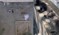 Manisa'da kedi katliamı: Kan donduran görüntüler!