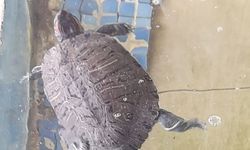 Şimdi moda evde su kaplumbağası beslemek