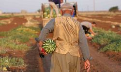 Diyarbakır karpuzunda hasat devam ediyor, üretici beklediği verimi alamadı