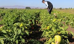 Ağrı'da iklim koşullarına rağmen deneme amaçlı ektiği tohumlardan verim alınca sebze yetiştiriciliğine başladı