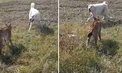 Kars'ta inanılmaz görüntü: Köpek ile vaşak karşı karşıya