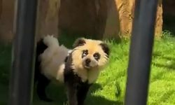 Köpekleri panda gibi boyadılar! Hayvanat bahçesinde skandal