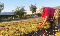 Üzümcünün gözü kulağı meteorolojide