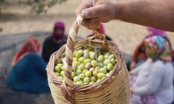 Türkiye'nin önemli zeytin üretim merkezlerinden Ayvalık'ta hasat başladı