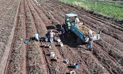 Patates ekim alanının 173 bin dekara ulaştığı Kayseri'de hummalı hasat mesaisi