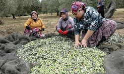 Zeytin üreticileri yağmur bekliyor