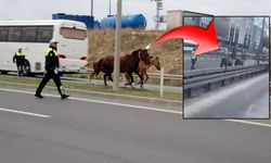 Arnavutköy'de başıboş at sorunu! Trafikte dört nala koştular, aracın çarptığı at telef oldu