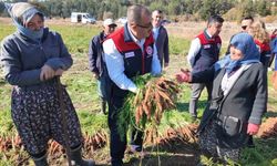 Denizli’de bu yıl 5 bin ton havuç hasat edilecek