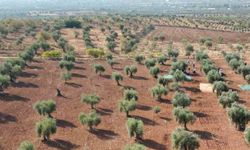 Kilis’te zeytin hasadı başladı