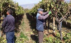 Manisa’nın bağlarında hasat devam ederken budama çalışmaları da başladı