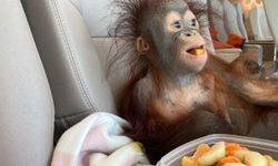 Bebek orangutanı annesi reddetti: O da ülkeyi terk etti!