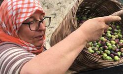 Günlük 3 bin liraya çalışacak zeytin işçisi bulunamıyor