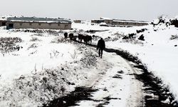 Iğdır'ın dağ köylerindeki besicilerin zorlu kış mesaisi başladı