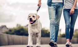 Köpeğinizi günde ne kadar süre gezdirmelisiniz?