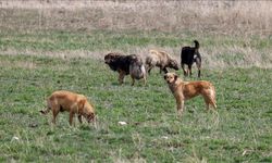 Bakanlık harekete geçti! Başıboş sokak köpekleri için soruşturma başlatıldı