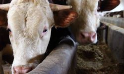 1 ton 150 kiloluk 'Paşa'nın fiyatı dudak uçuklattı!