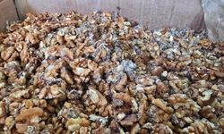 Tonlarca kurtlu ceviz çıktı: Baklava devinden çelişkili açıklamalar