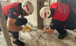 Yavru kedinin üzerine beton döktüler!