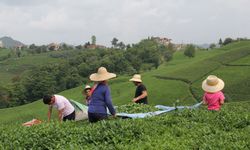 SON DAKİKA | Yaş çay alım fiyatı belli oldu!