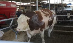 Kurban pazarının şampiyonu: 1 ton 200 kiloluk dananın dudak uçuklatan fiyatı