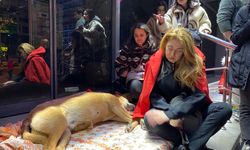 Çankaya Belediyesi’nin anestezi yaptığı köpek yaşamını yitirdi! Protestolar başladı