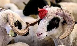 Kurban Bayramı’nda et tüketiminde dikkat! Uzmanlardan önemli tavsiyeler