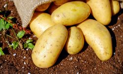 Mutfakta tehlike! Binlerce ton patates geri gönderildi