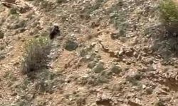 Bağırarak annesini aradı: Yavru ayının görüntüleri sosyal medyada gündem oldu