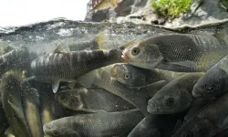 İnci Kefali balıklarının göçü başladı