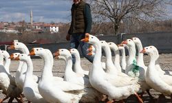 Kars’ta kaz, gram altınla yarışıyor
