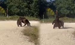 Yol ortasında güreşen ayılar uçurumdan yuvarlandı