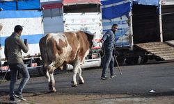 900 kiloluk Rıfkı'nın dudak uçuklatan fiyatı!
