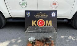 Yasadışı sincap ticaretine operasyon!
