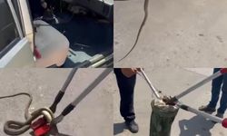 Otomobile giren yılan korkuttu!