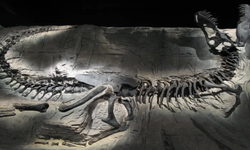 Yeni bir dinozor türü bulundu: 'Ejderha Prensi'