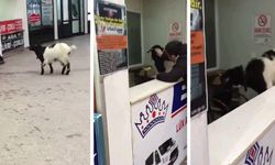 Beslediği keçi rakip firmanın kasasından para çalıp kaçtı!