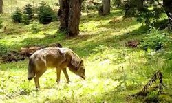 Nesli tükenmekte olan Bozkurt, böyle görüntülendi