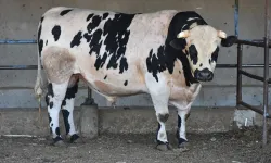Kurban fotoğrafı çekmek isterken öldü: Dananın boynuzu can aldı
