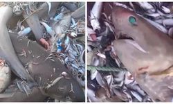 Görüntüler Türkiye'den: Ağlara 8 köpek balığı takıldı
