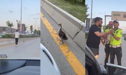 Otoyolda yavru ördek 'operasyonu'