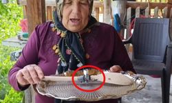 Parmak büyüklüğündeki böcek korkuttu! Cezası 557 bin 212 TL