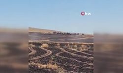 100 dönüm ekili alan yangında kül oldu