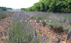 Lavanta Yetiştirirken Bilmeniz Gerekenler! Mis Gibi Koku İçin Bu Detaylara Dikkat