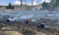 Cayır cayır yandılar: Hakkari'de yaklaşık bin 500 bağ ot yanarak kül oldu