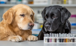 Eğitimli köpekler hastalığı daha semptomlar başlamadan teşhis ediyor