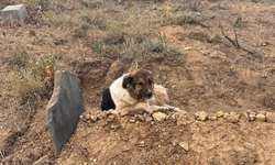 Köpeğin vefası duygulandırdı: Ölen sahibinin mezarı başından hiç ayrılmadı