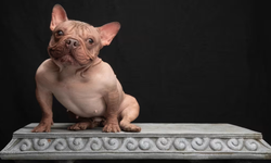 Dünyanın en 'güzel' çirkin köpeği seçildi! Sahibini ihya etti