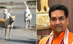 Şehirdeki tüm sahipsiz köpekler toplatılacak: Delhi'de yeni dönem!
