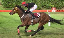 Tüyosu olan kazanır! 15 Kasım at yarışı tahminleri