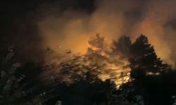 Beykoz'da ormanlık alanda çıkan yangın söndürüldü